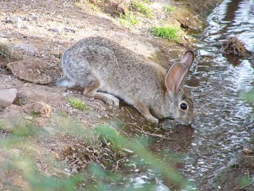 Rabbit Drinking