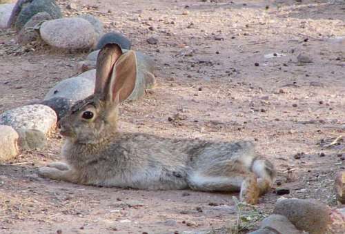 Rabbit Relaxing