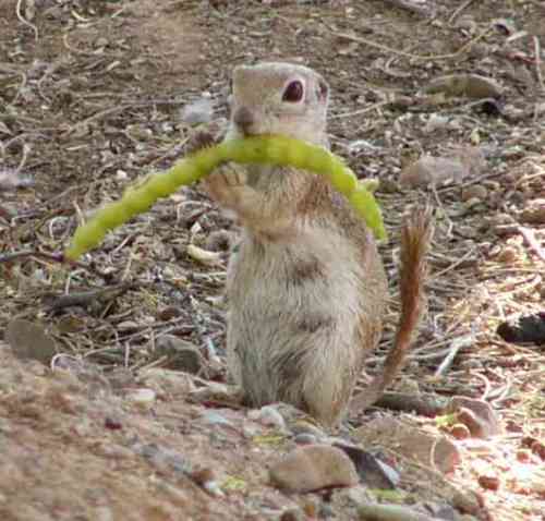 Prairie Dog